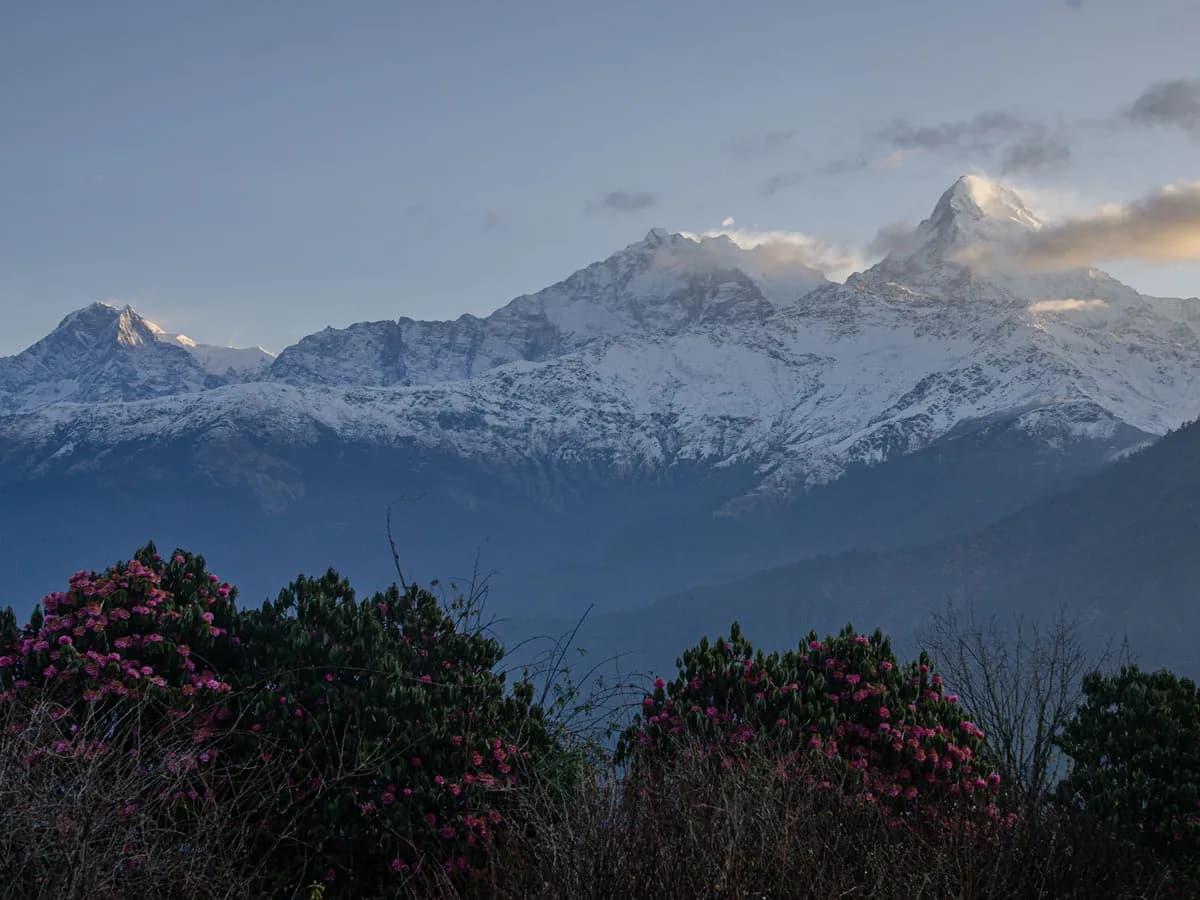 Panoramic view of snow-capped Annapurna peaks behind pink rhododendron bushes on Khopra Danda trail.