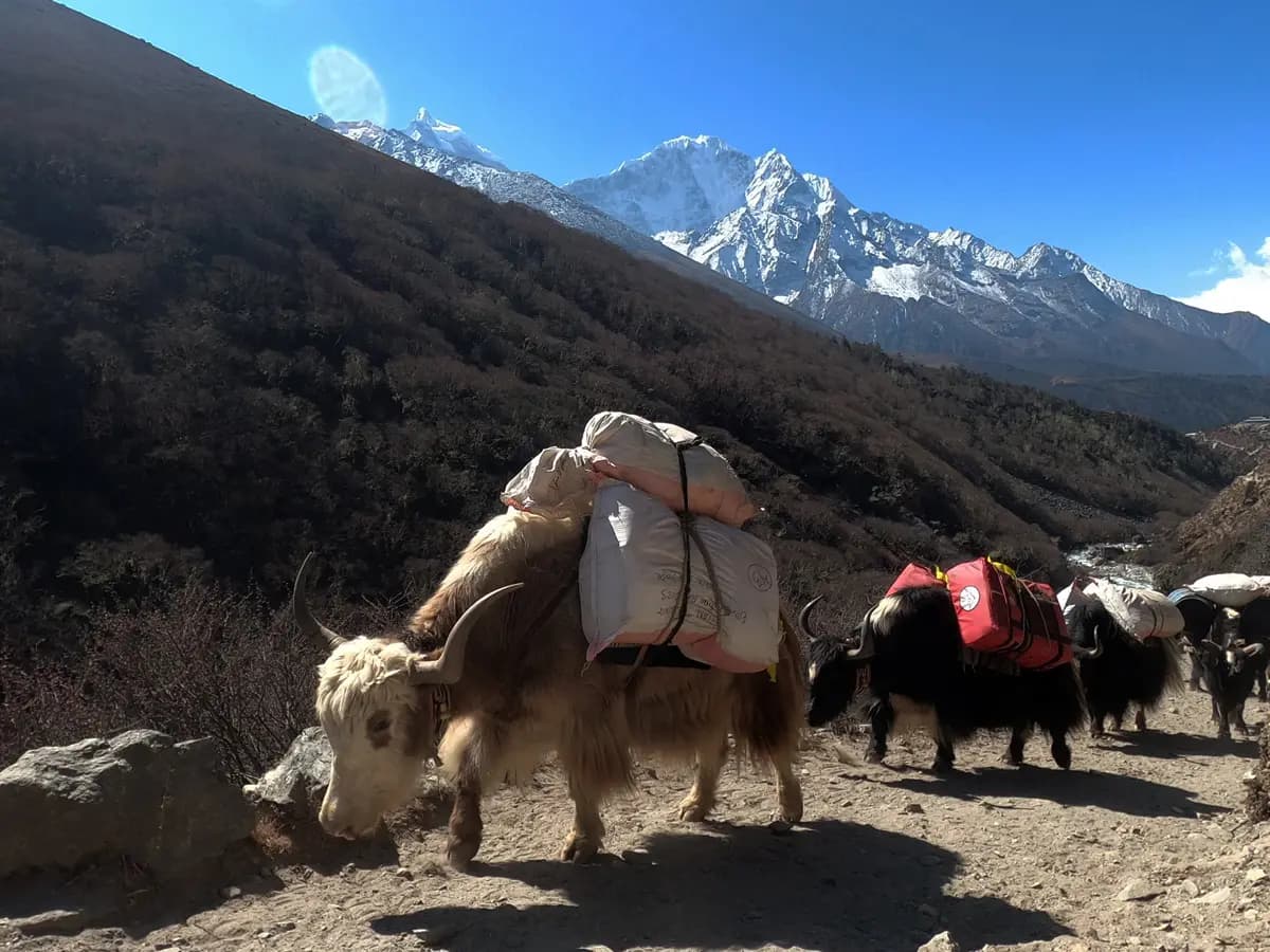 Yaks loaded with trekker gear walking along a mountain path in the Khumbu valley