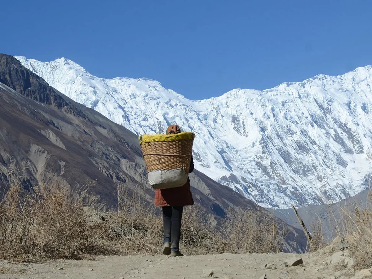 A local porter carrying a large woven basket (doko) along a trail with snow-capped Annapurna Himalayan peaks in the background during the Tilicho Lake Trek.