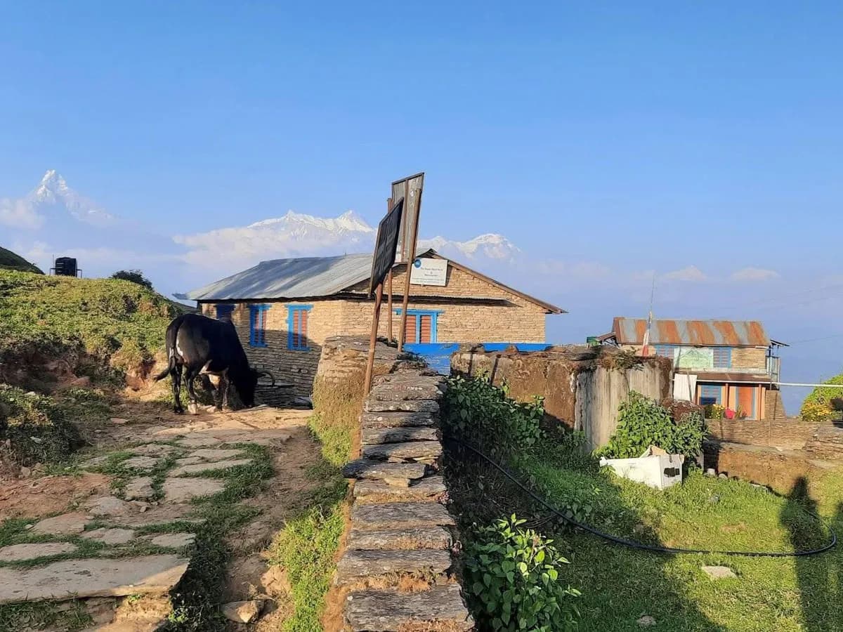 Traditional stone tea house and grazing cow in a rural village along the Panchase Hill trek with snow-capped Annapurna peaks in the background.