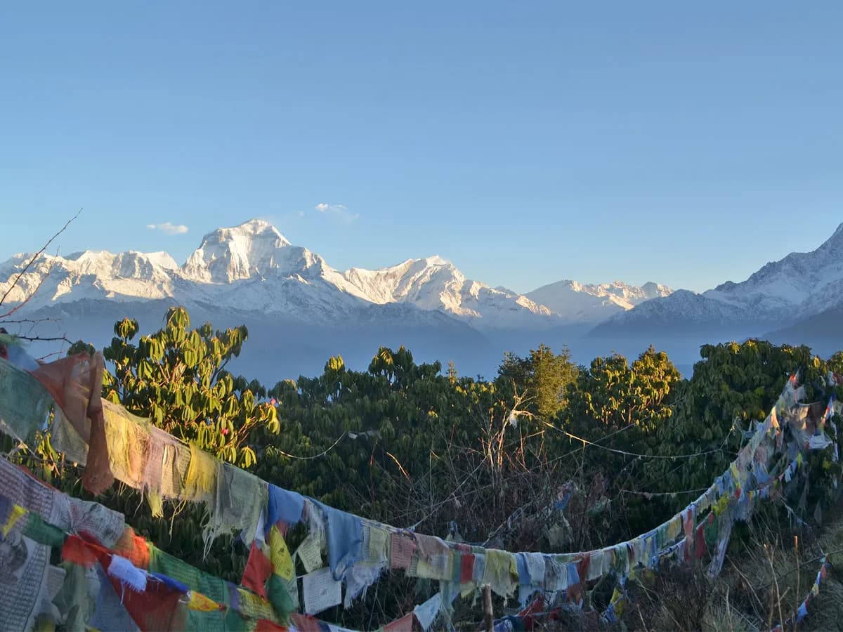 Colorful Tibetan prayer flags stretched across green pine and rhododendron trees, framing panoramic snow-covered Himalayan mountain peaks.