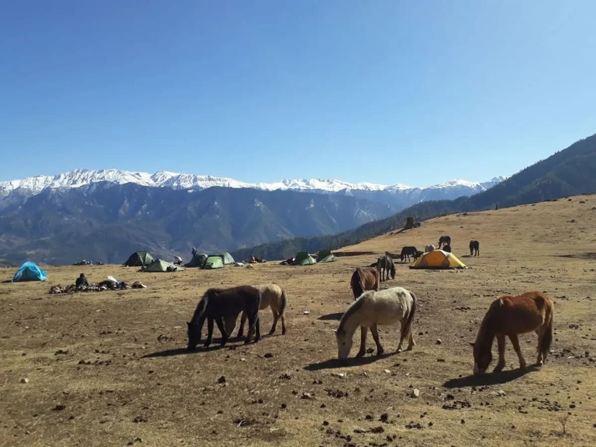 Multiple horses grazing on a dry open alpine pasture with camping tents set up in the background near snow-draped mountains.