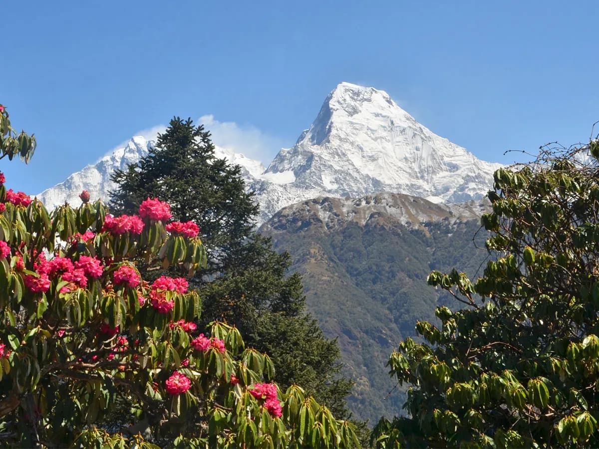 Vibrant bright pink rhododendron blossoms framing a towering snow-capped mountain peak under a crisp clear sky.