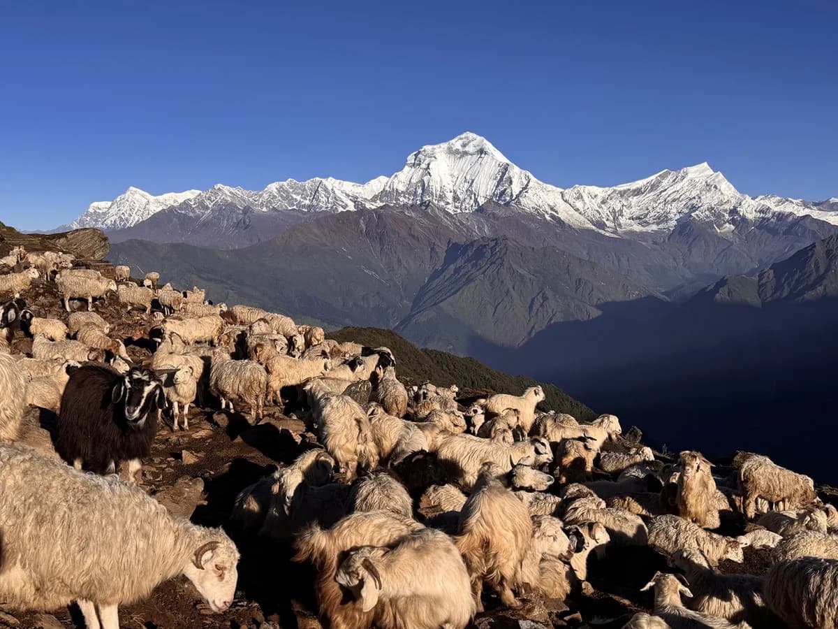 Herd of sheep grazing on a high-altitude Khopra Ridge slope with Dhaulagiri peak in the background.