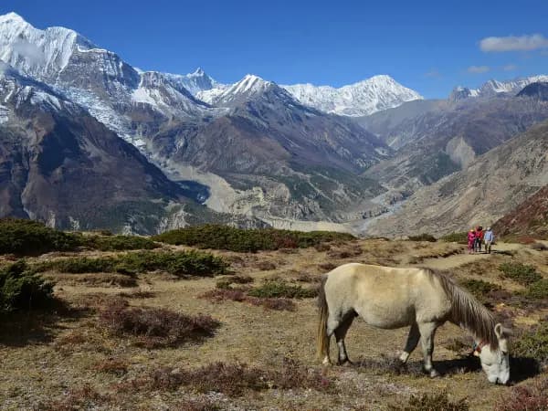 Annapurna Circuit Horse Trekkers 4