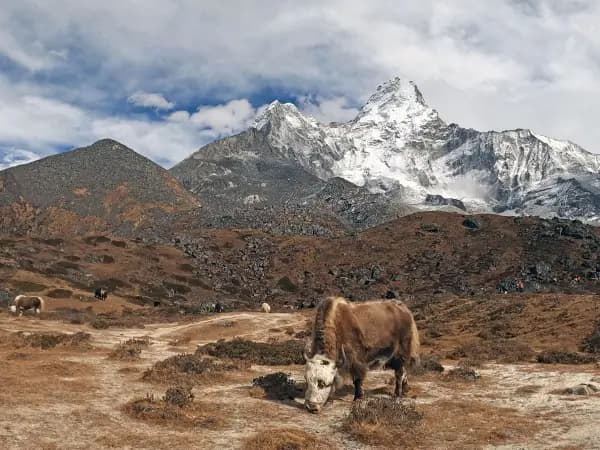 Yak Grazing Ama Dablam Trail