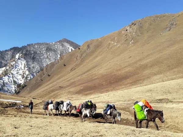 A line of pack horses loaded with trekking gear walking along a mountain trail through an open valley in Western Nepal