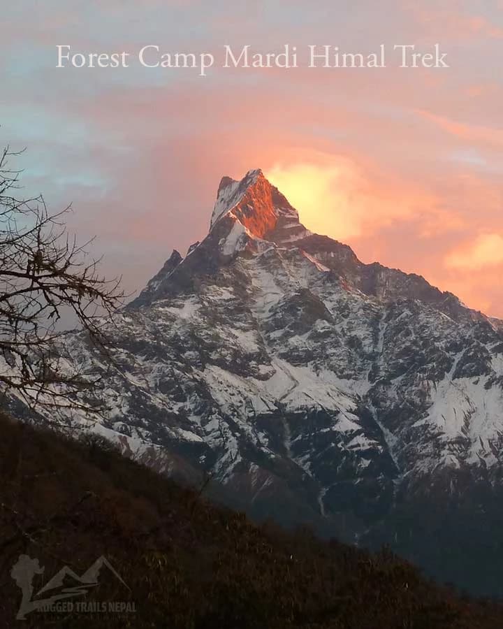 forest camp mardi himal base camp trek