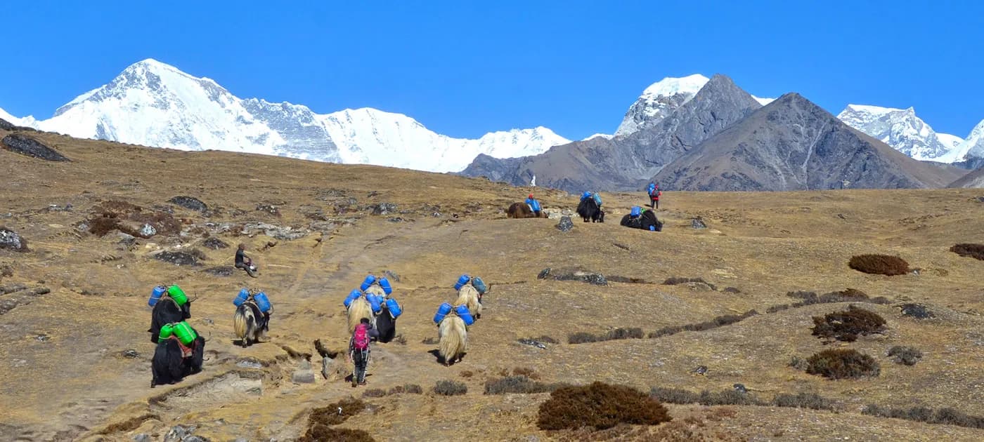 A pack train of yaks carrying expedition gear along a wide high-altitude trail with majestic snow-capped Himalayan peaks in the background.