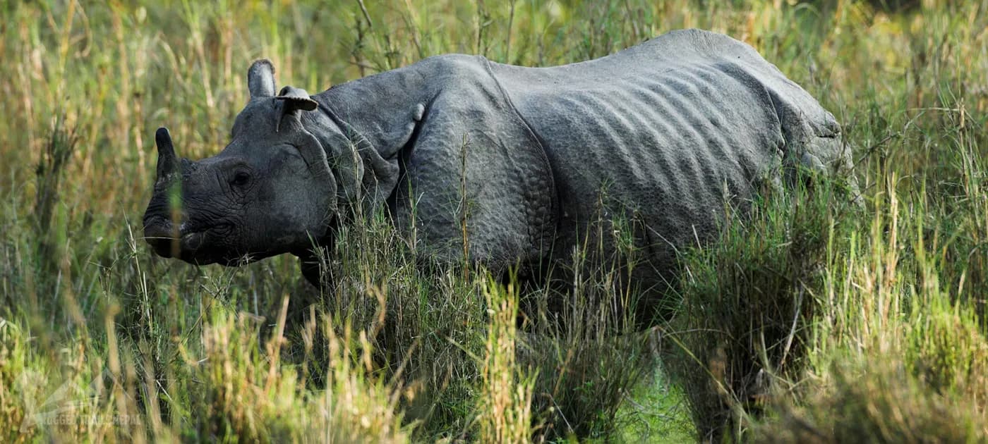 Endangered one horned rhino walking through tall jungle grass during a safari in Chitwan National Park