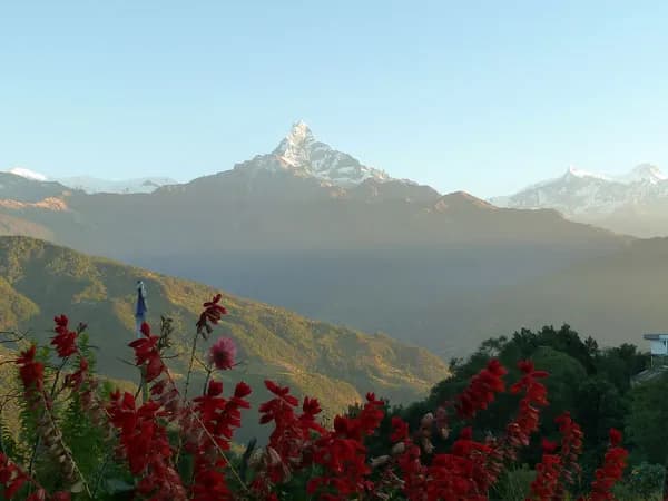 View of Mount Machhapuchhre (Fishtail) framed by red flowers along the Dhampus Sarangkot trekking route in Nepal