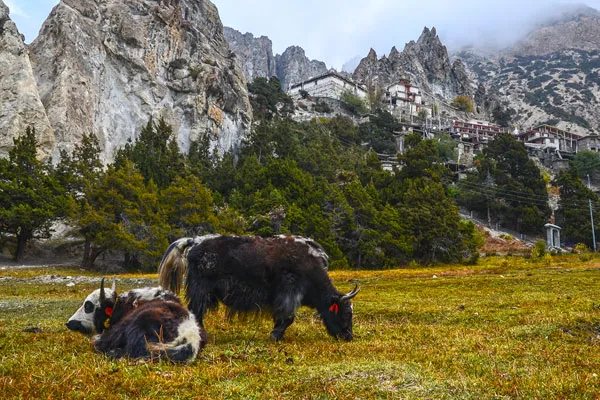 Domestic yaks grazing on a grassy mountain meadow below rocky cliffs and a traditional cliffside monastery along the Annapurna Circuit trail.