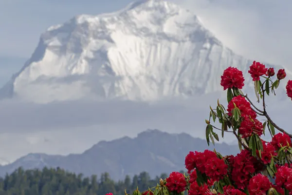 Vibrant red rhododendron flowers in full bloom in the foreground with the towering snow-covered peak of Dhaulagiri in the background.