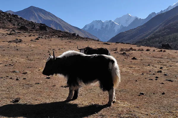 A domestic black and white yak standing on dry mountain terrain with snow-capped peaks against a clear blue sky in the Langtang region