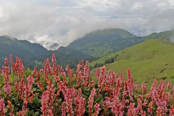 Cluster of pink alpine wildflowers blooming along a grassy hill overlooking foggy green mountains in Far-Western Nepal.
