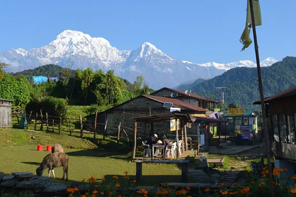 A peaceful village scene with a calf grazing on a green lawn in front of stone teahouses with snow-covered Himalayan peaks rising in the background