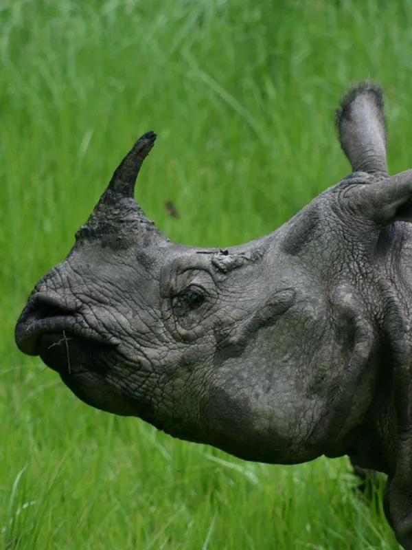 Close up profile view of an endangered Asian One-Horned Rhinoceros standing in green grasslands