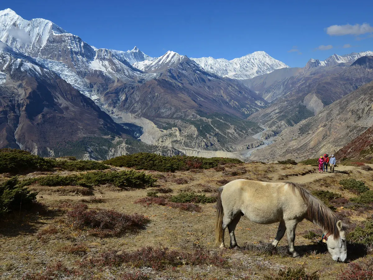 Horse and trekkers in Annapurna region