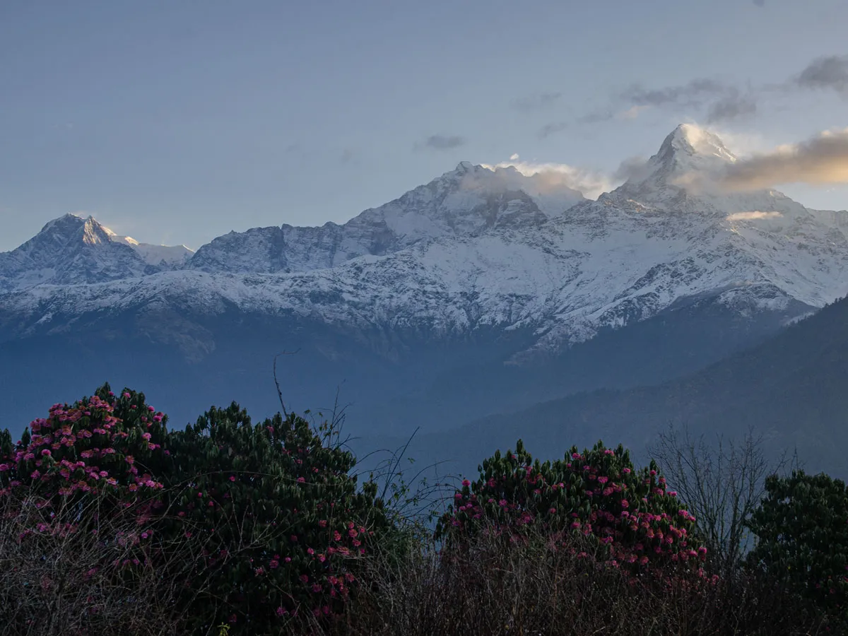 Panoramic view of snow-capped Annapurna peaks behind pink rhododendron bushes on Khopra Danda trail.