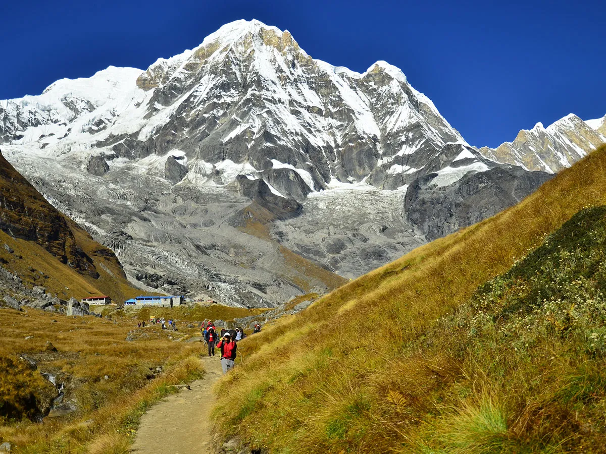 Trekkers walking along a narrow mountain path through golden grassy slopes toward majestic snow-covered Himalayan peaks