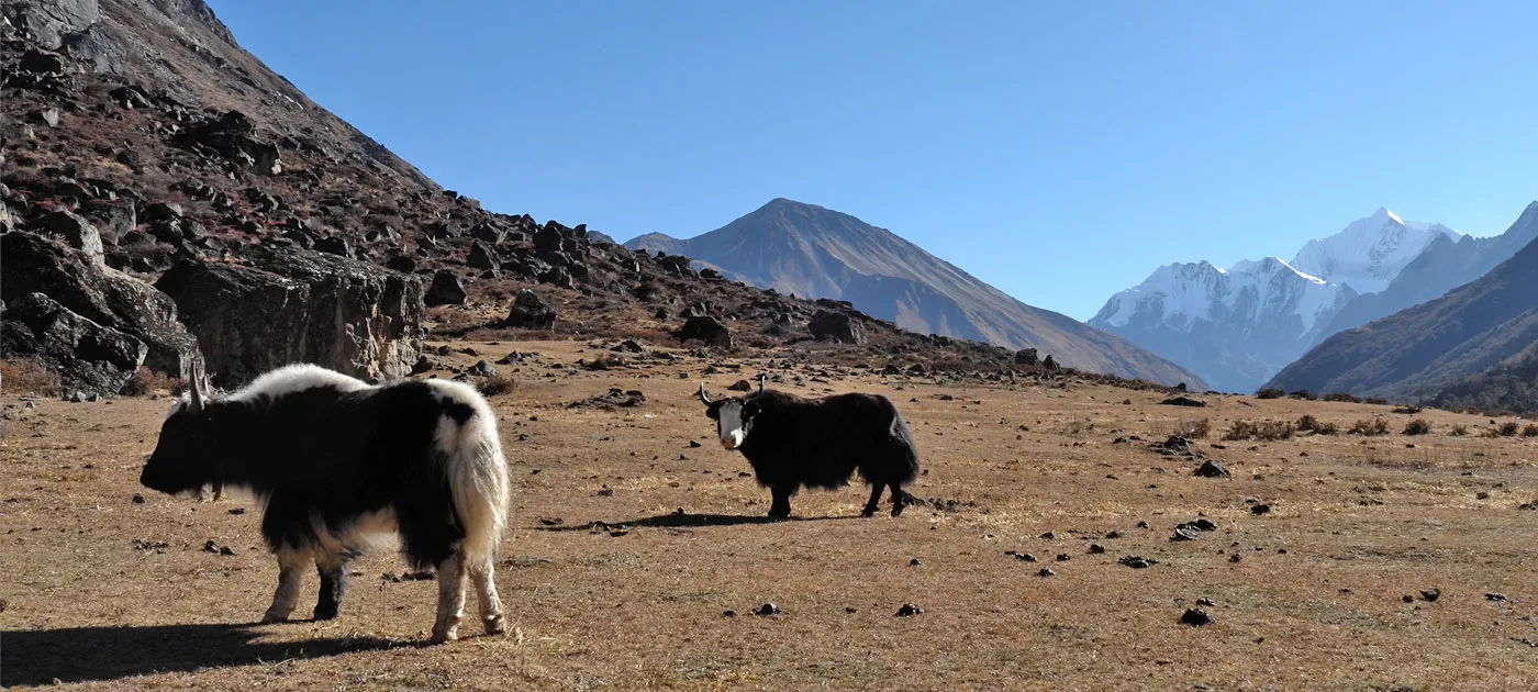 Two long-haired yaks standing in an open high-altitude valley framed by rocky slopes and distant snowy mountain summits.