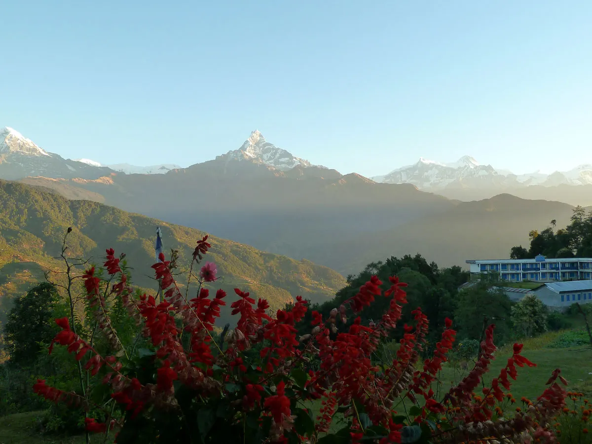 Vibrant red flowers blooming in the foreground with Mount Machhapuchhre and the Annapurna range