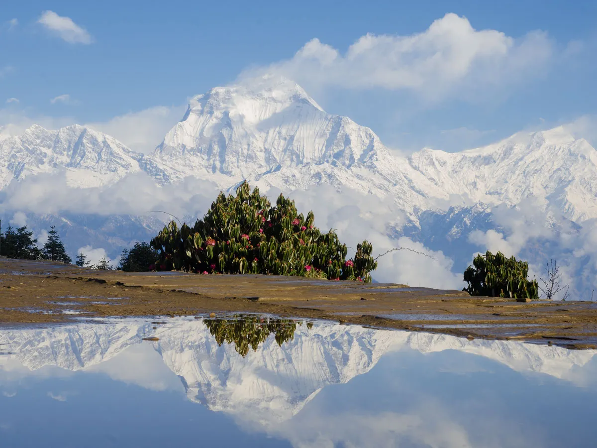 Reflection of Mount Dhaulagiri in water with blooming rhododendron bushes in the foreground