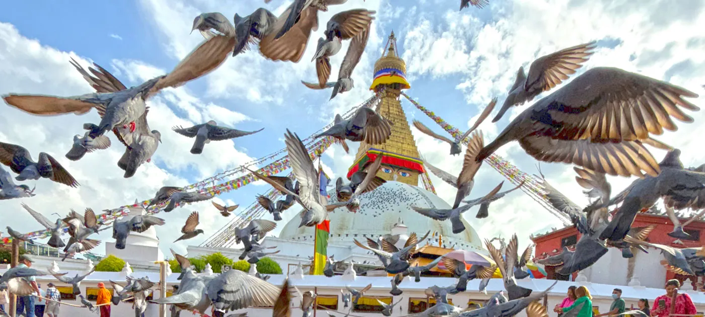A flock of pigeons flying in front of the white dome and golden spire of Boudhanath Stupa under a blue sky