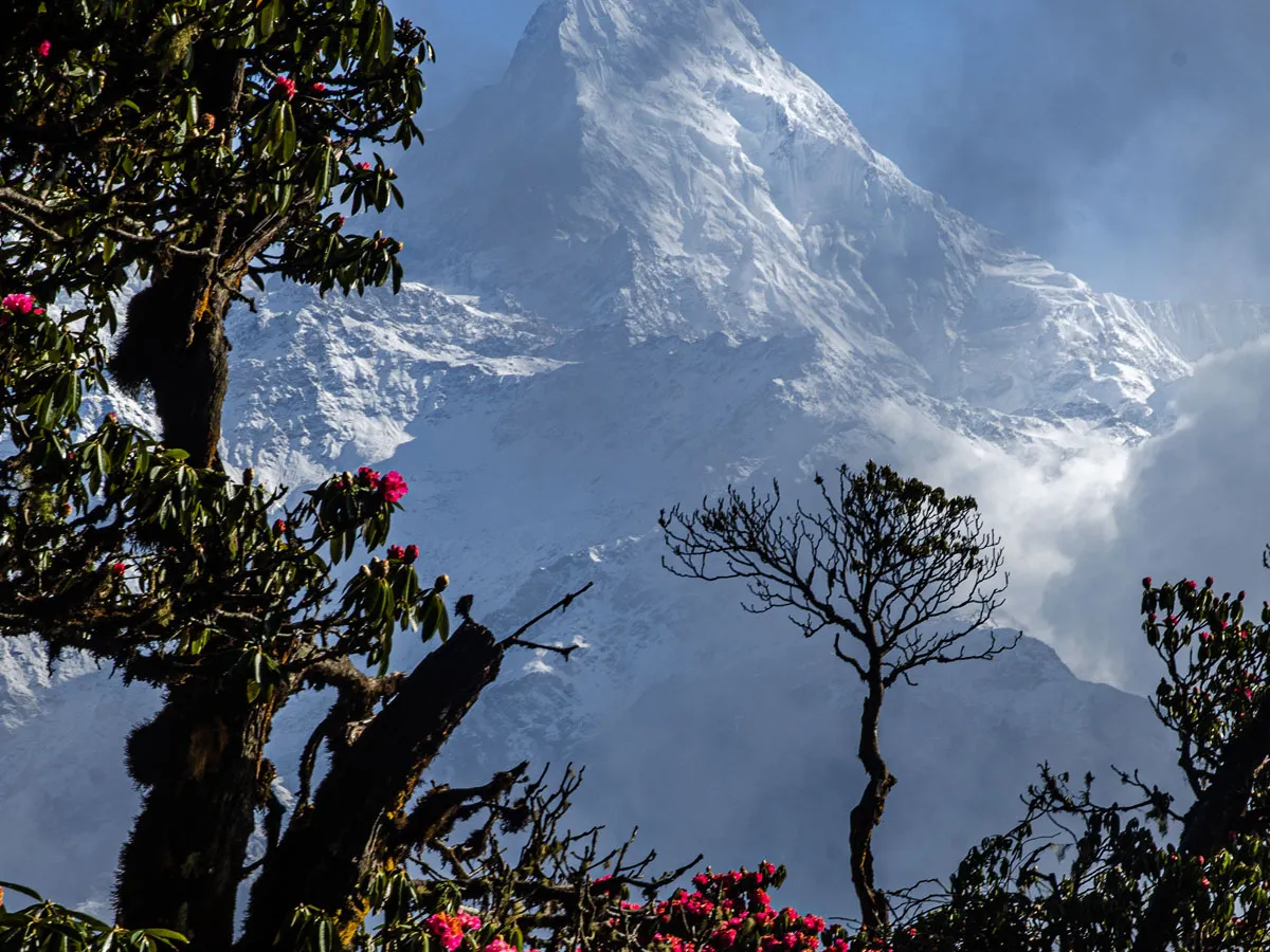 Snow-capped annapurna peak framed by blooming red rhododendron trees in Nepal.