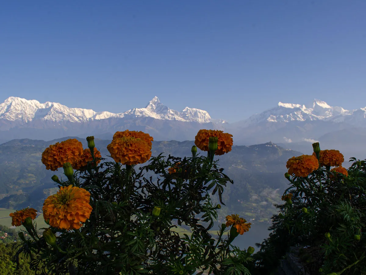 Vibrant orange marigold flowers blooming in the foreground with Machhapuchhre Fishtail peak and the Annapurna mountains under a clear blue sky