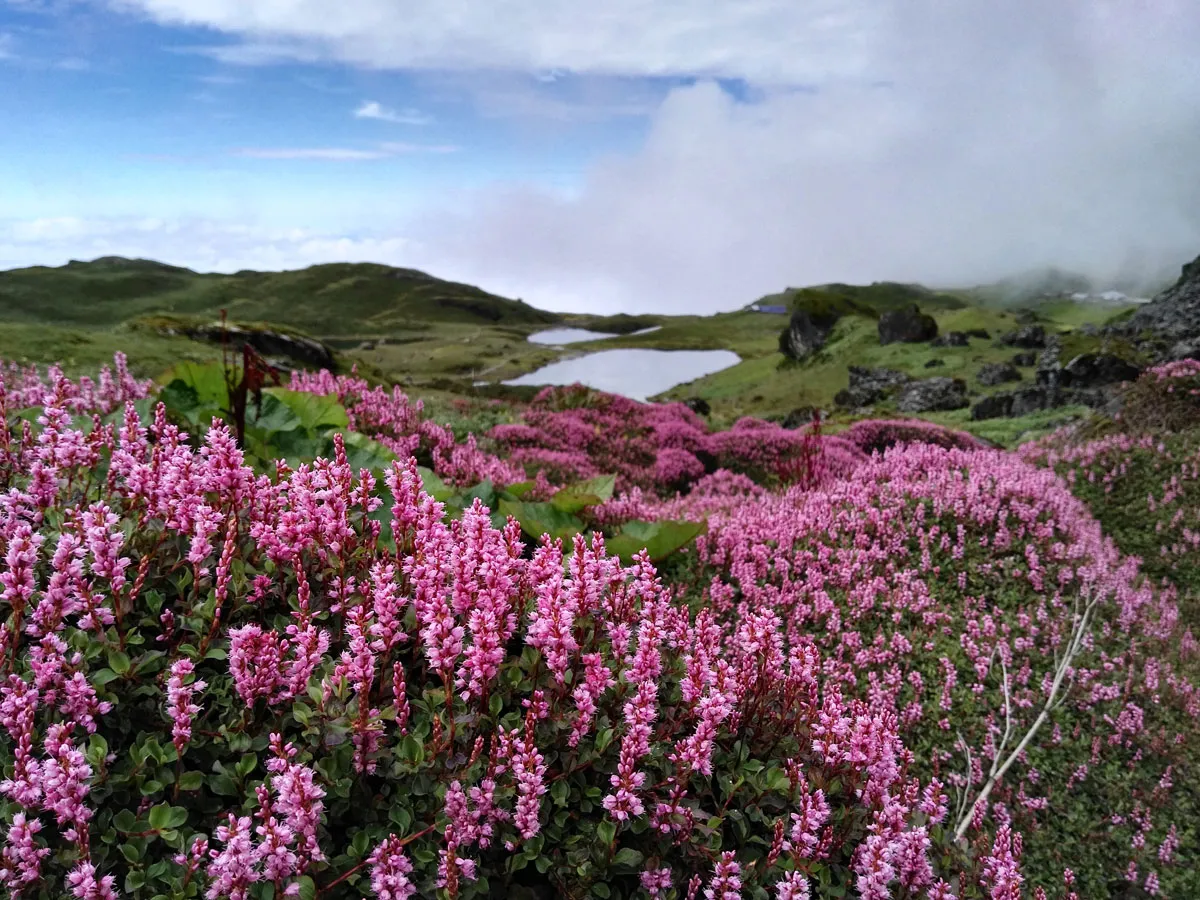 Bright pink alpine wildflowers blooming in the foreground with Panch Pokhari lakes set against rolling green hills in the background.