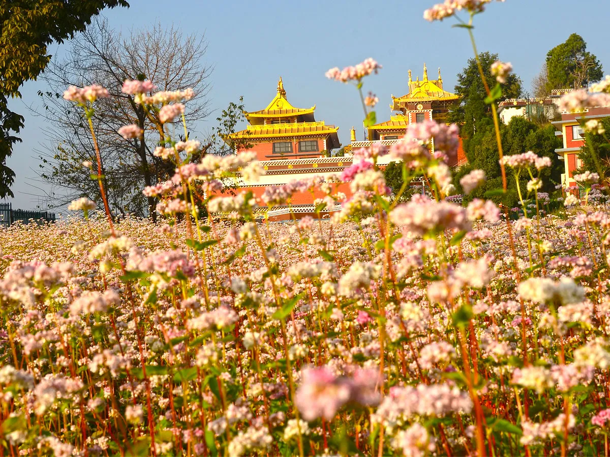 Golden rooftops of the Thrangu Tashi Yangtse Monastery rising in the background beyond a vibrant field of blooming pink and white buckwheat flowers in Namo Buddha