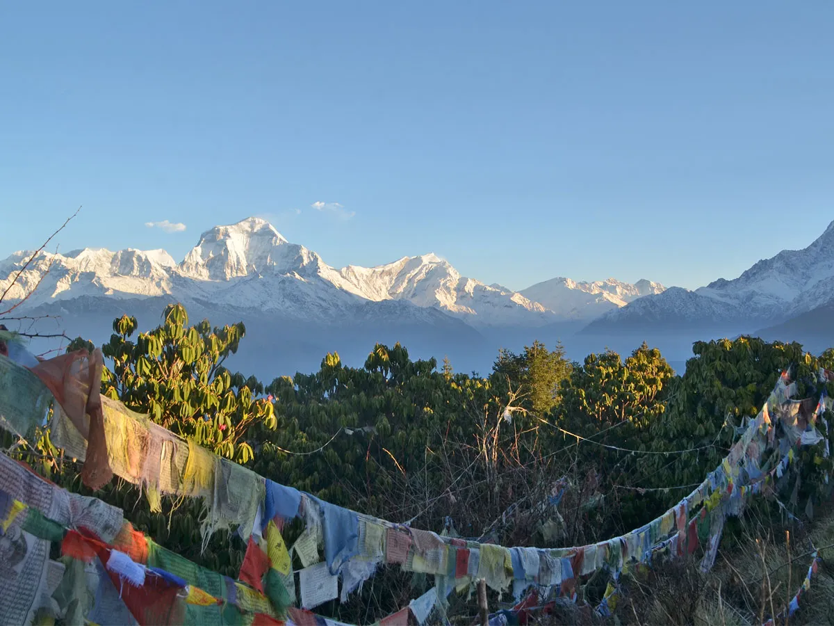 Colorful Tibetan prayer flags stretched across green pine and rhododendron trees, framing panoramic snow-covered Himalayan mountain peaks.