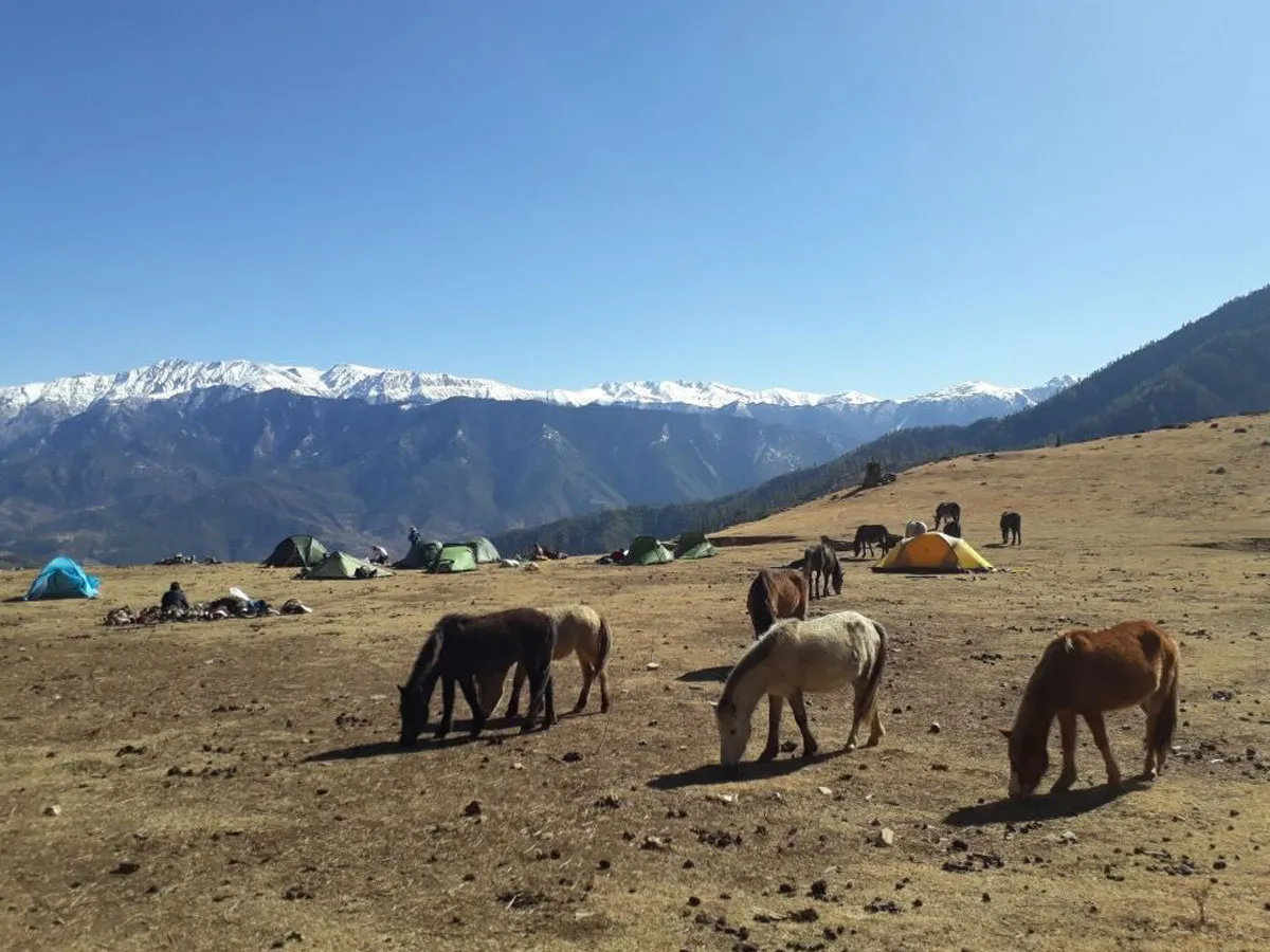 Multiple horses grazing on a dry open alpine pasture with camping tents set up in the background near snow-draped mountains.