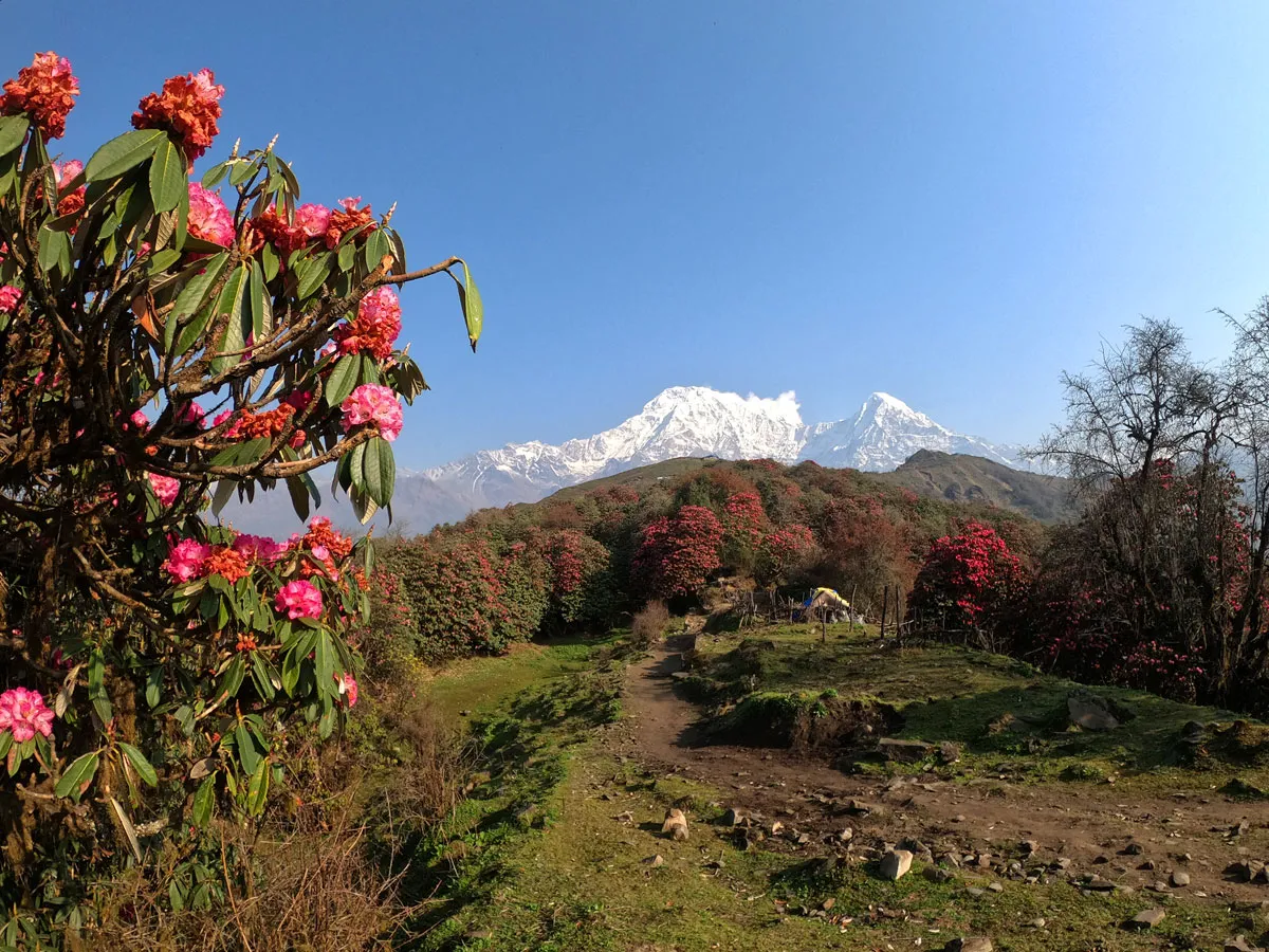 Pink and red blooming rhododendron flowers framing a dirt trail leading toward snow-covered Himalayan mountains