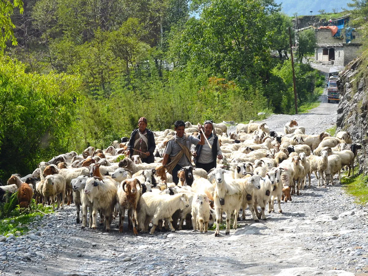 Three local Himalayan herders guiding a large flock of white mountain sheep and goats along a gravel mountain road surrounded by green trees