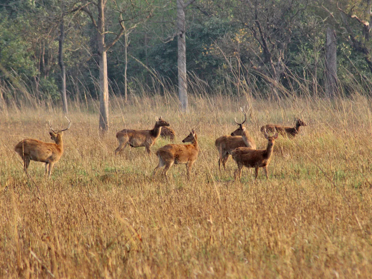 A herd of spotted deer standing in the golden tall grasslands of Chitwan National Park.