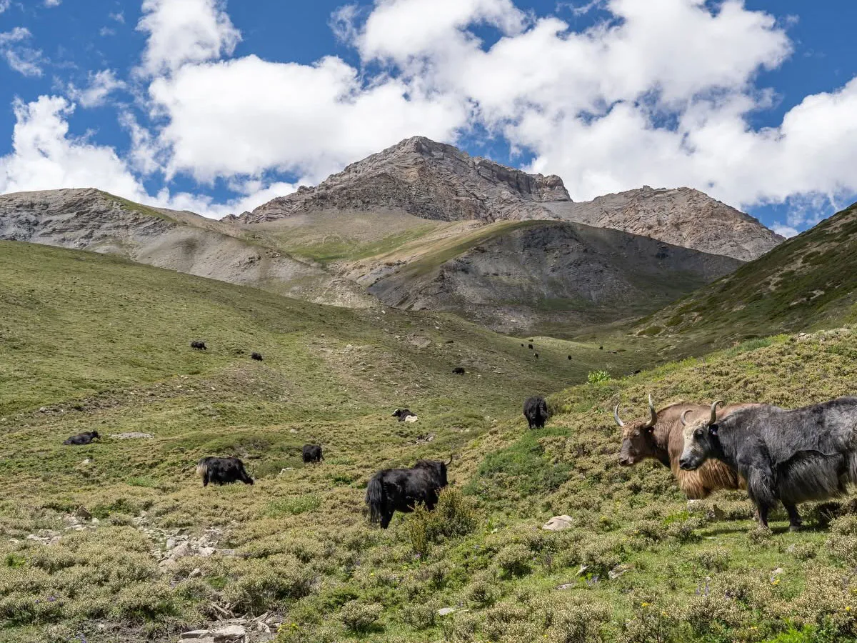 Yaks walking up a green grassy mountain slope beneath rugged Himalayan peaks in Dolpo.