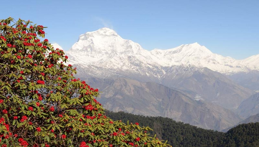 annapurna panorama trek spring season