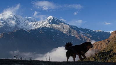 mardi himal annapurna base camp trek video