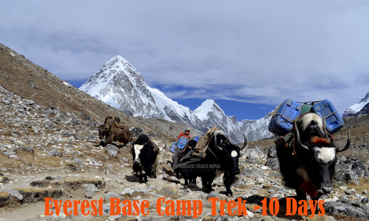 yaks heading back from the Gorakshep (ebc)