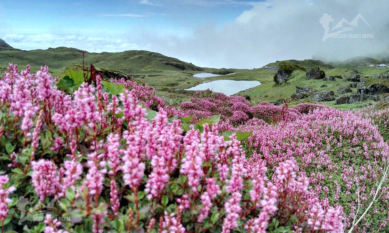 monsoon trek nepal flora and fauna