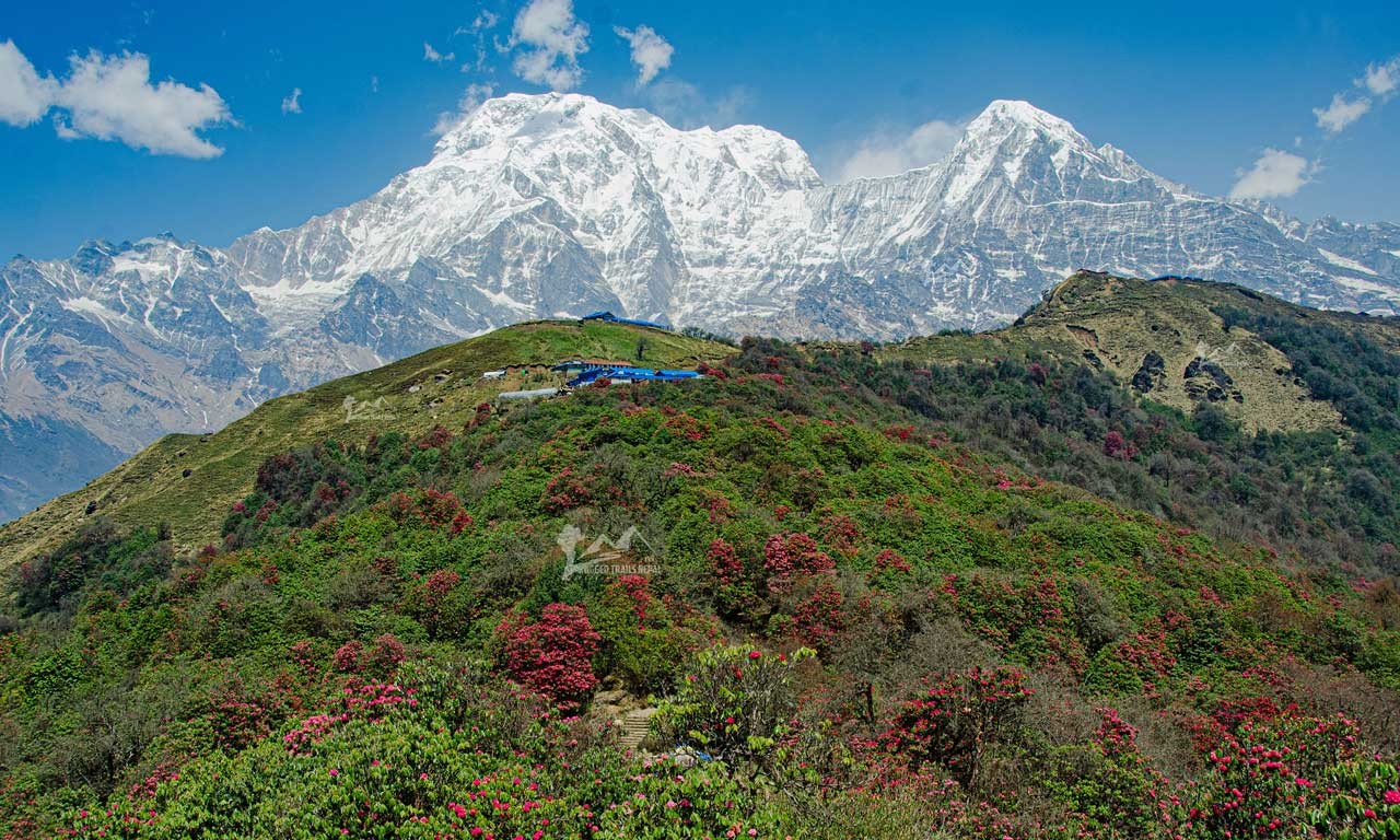 the spring view from Badal danda with flowers, nature and mountains 
