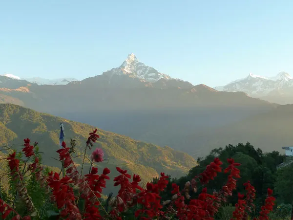 View of Mount Machhapuchhre (Fishtail) framed by red flowers along the Dhampus Sarangkot trekking route in Nepal