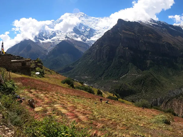 Farmers harvesting crops on a steep terraced hillside overlooking a deep river valley with majestic snow-covered Himalayan peaks in the background