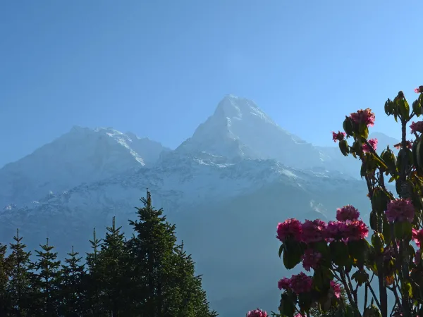 Annapurna Range View Evergreen Pines Rhododendrons 3