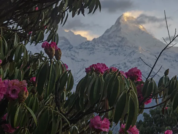 Annapurna South Framed Pink Rhododendron Flowers