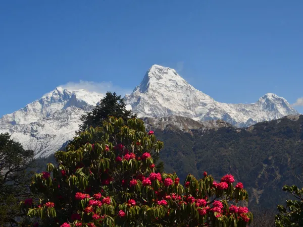 Blooming Red Rhododendron Annapurna South Peak 2