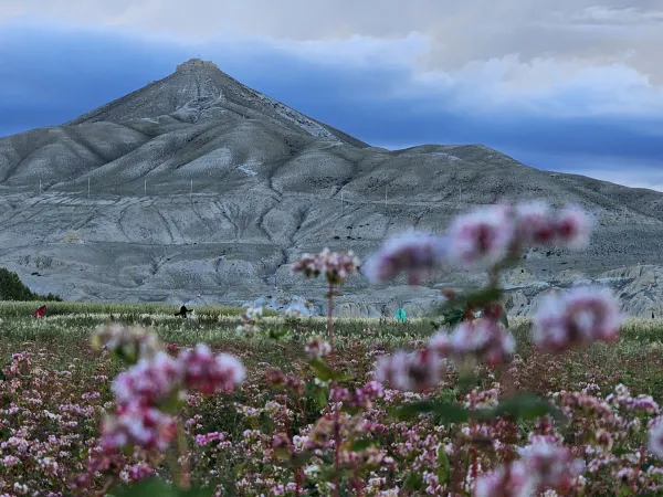 Buckwheat Field Landscape Upper Mustang