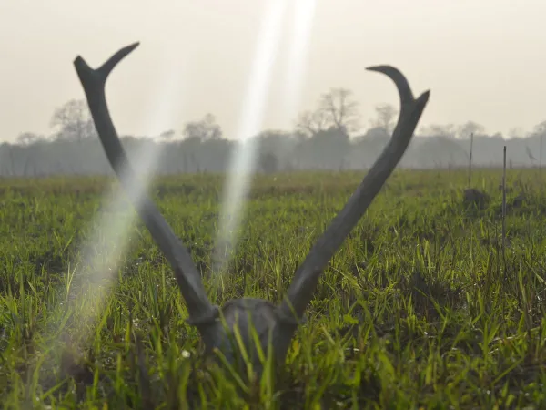 Deer Antlers Grassland Chitwan National Park Nepal